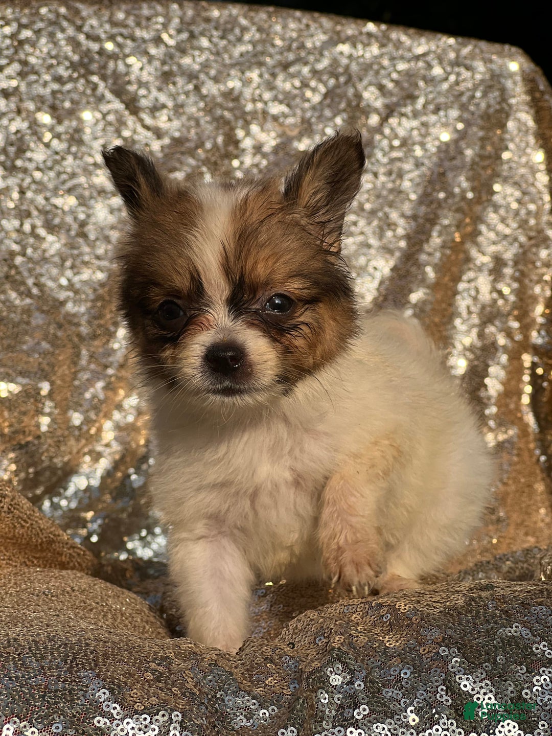 Papillon dogs for sale: Flash - Image 3
