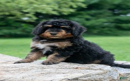 Bernedoodle dogs for sale: Paprika - Image 2