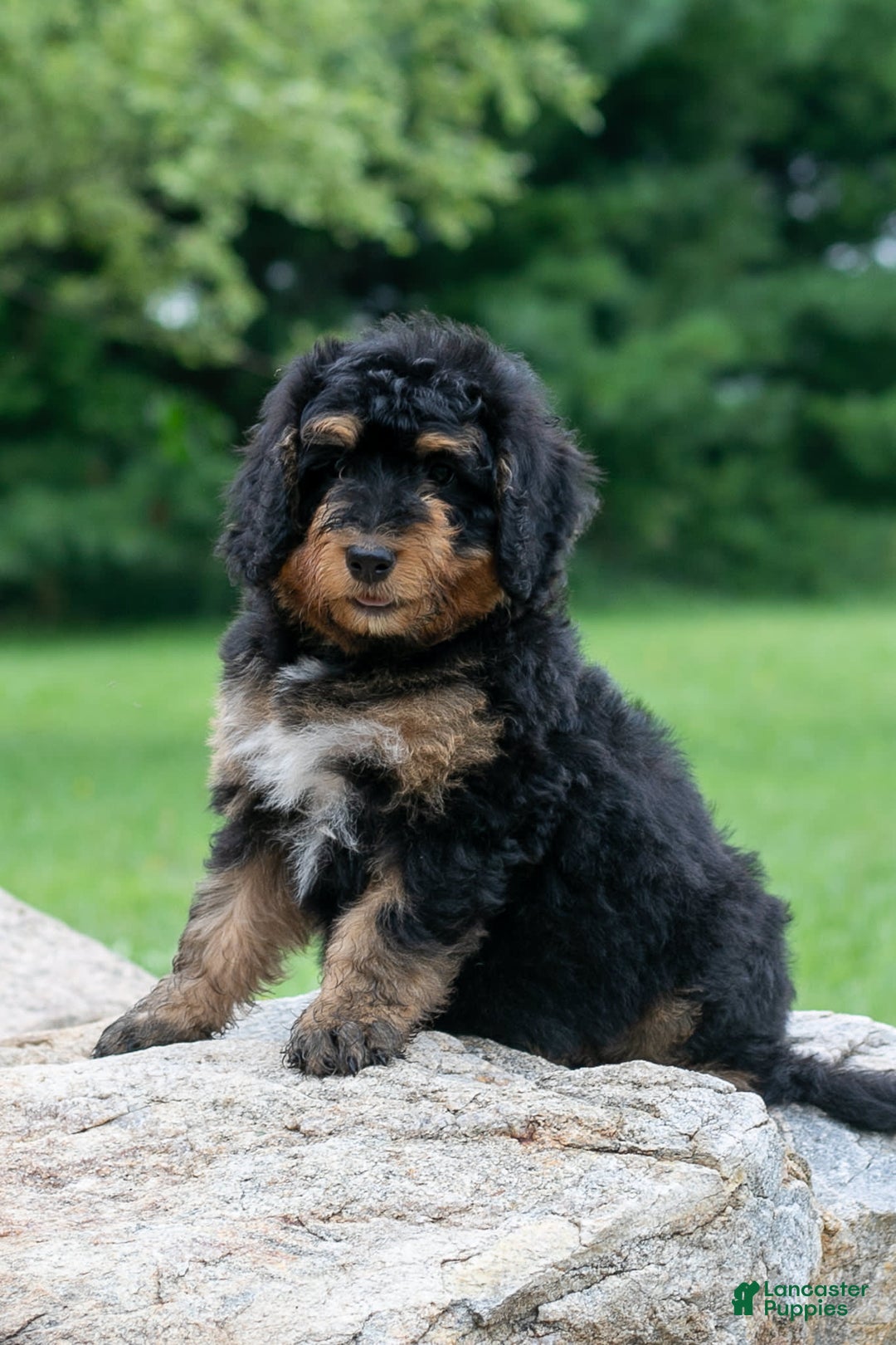 Bernedoodle dogs for sale: Paprika - Image 2