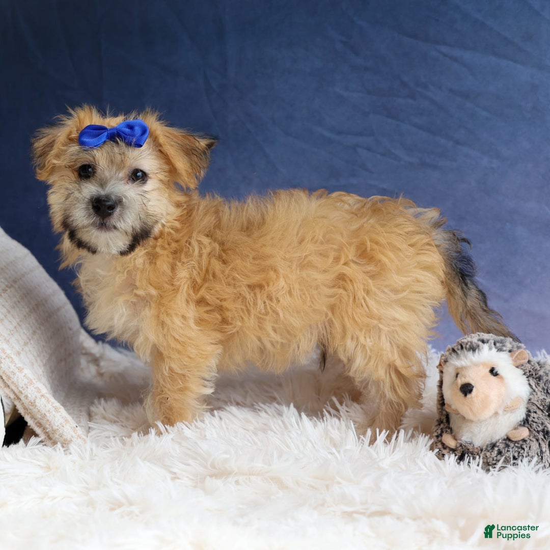 Yochon dogs for sale: Tobias - Image 12