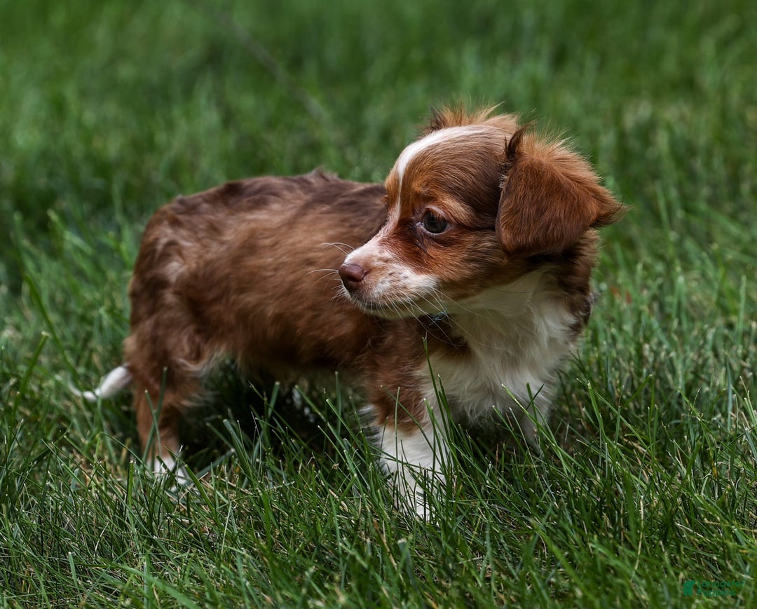 Chihuahua dogs for sale: Nora - Image 3