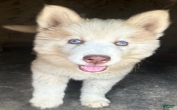 Siberian Husky dogs for sale: Iris Light Red Girl Nc - Image 4