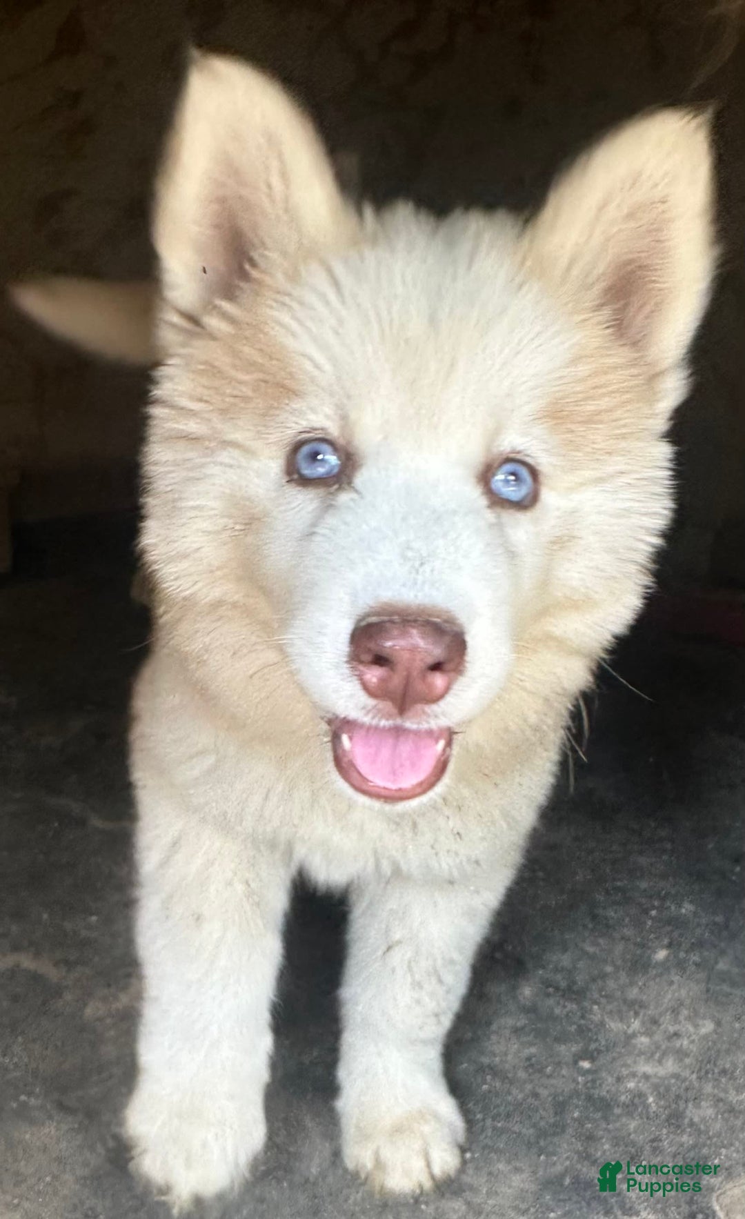 Siberian Husky dogs for sale: Iris Light Red Girl Nc - Image 4