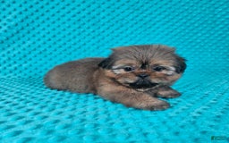 Shih Tzu dogs for sale: Cooper - Image 12