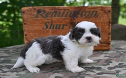 Shih Tzu dogs for sale: Charlie - Image 8