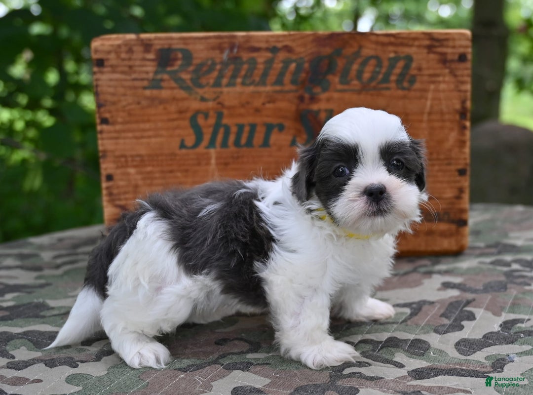 Shih Tzu dogs for sale: Charlie - Image 8