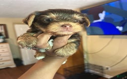 Yorkshire Terrier dogs for sale: Ella - Image 3