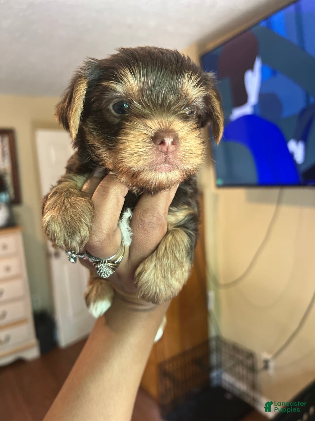 Yorkshire Terrier dogs for sale: Ella - Image 3
