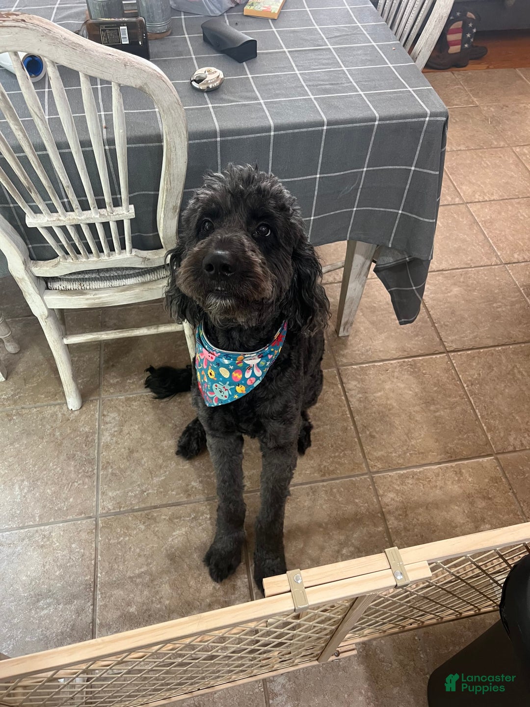 Goldendoodle dogs for sale: Littler 6 Pups! - Image 6