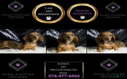 Miniature Dachshund dogs for sale: Slinkey - Image 7