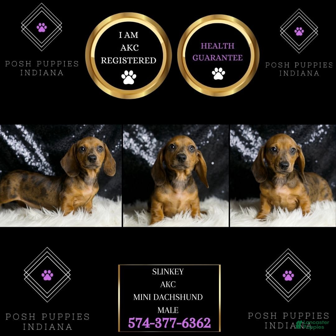 Miniature Dachshund dogs for sale: Slinkey - Image 7