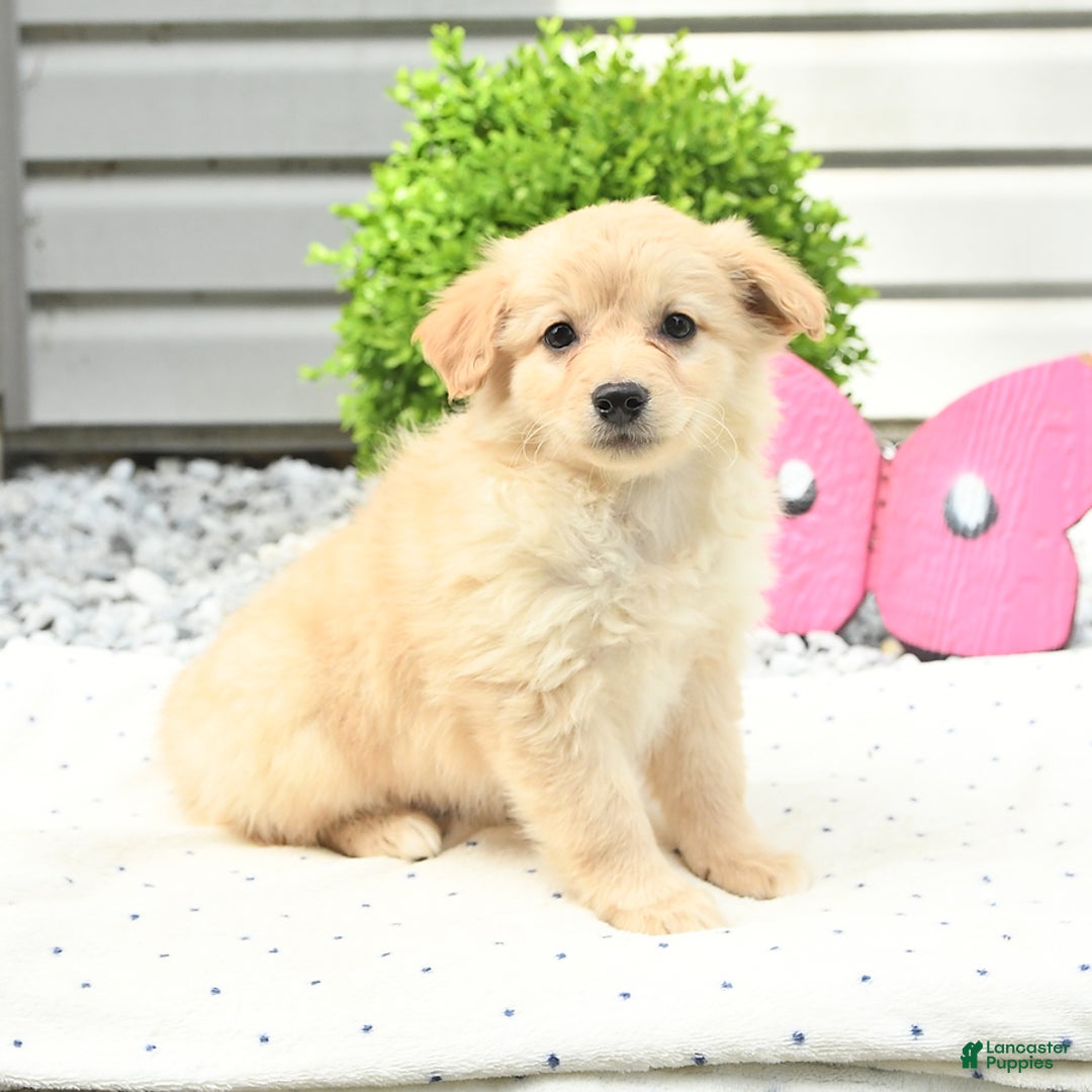 Pomeranian dogs for sale: Pomeranian 9 puppies - Image 20