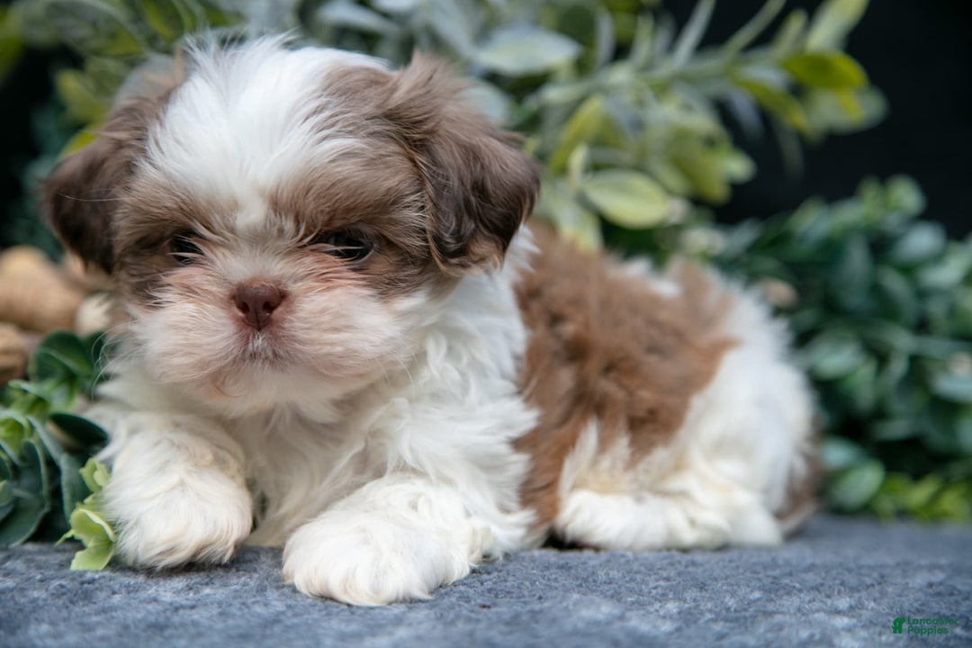 Shih Tzu dogs for sale: Clint - Image 1