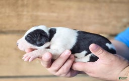 Great Dane dogs for sale: Layla - Image 4
