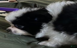 Pomeranian dogs for sale: Lexi Black - Image 14