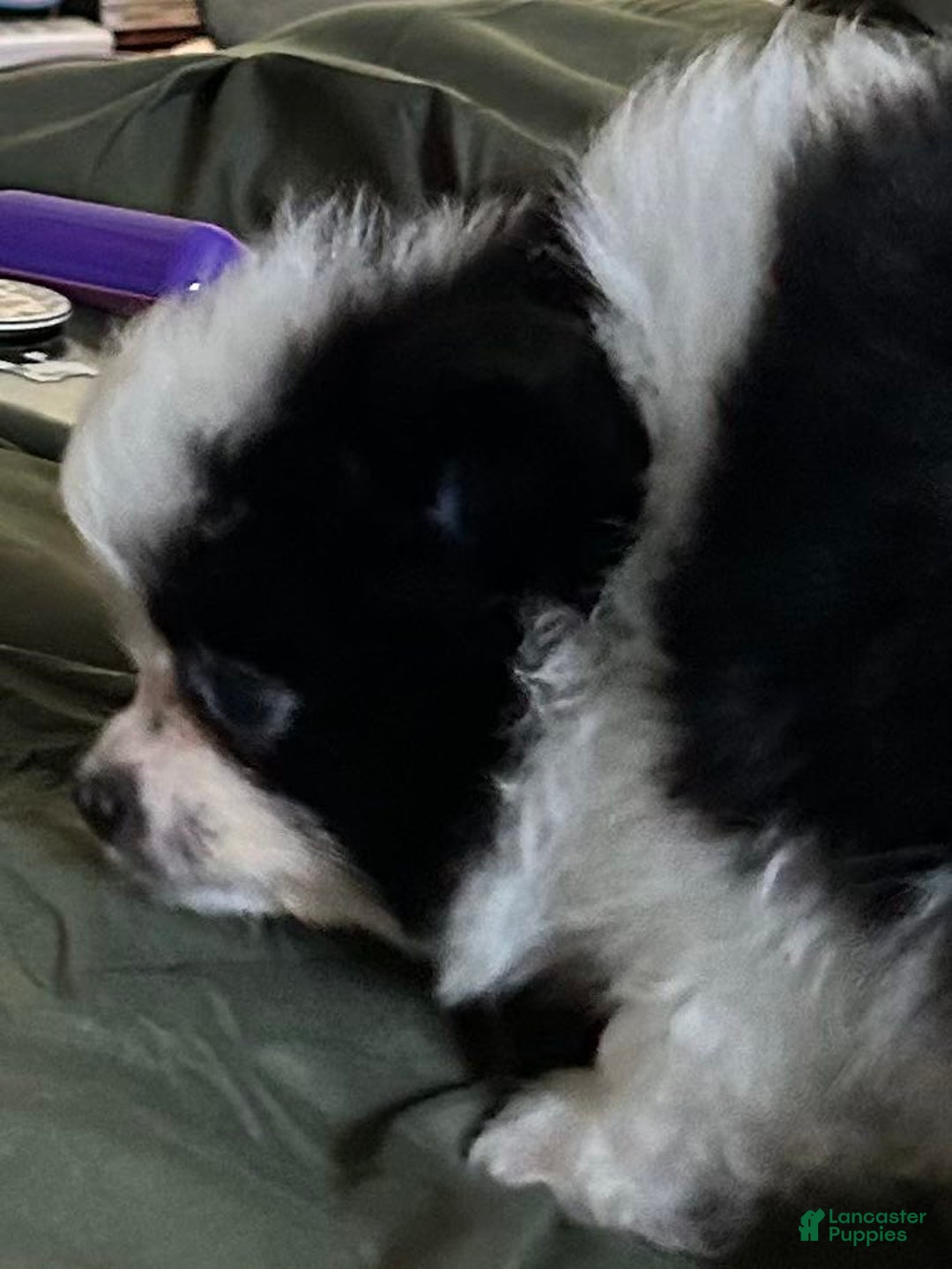 Pomeranian dogs for sale: Lexi Black - Image 14