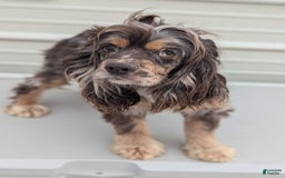 Cockapoo dogs for sale: Emily - Image 30