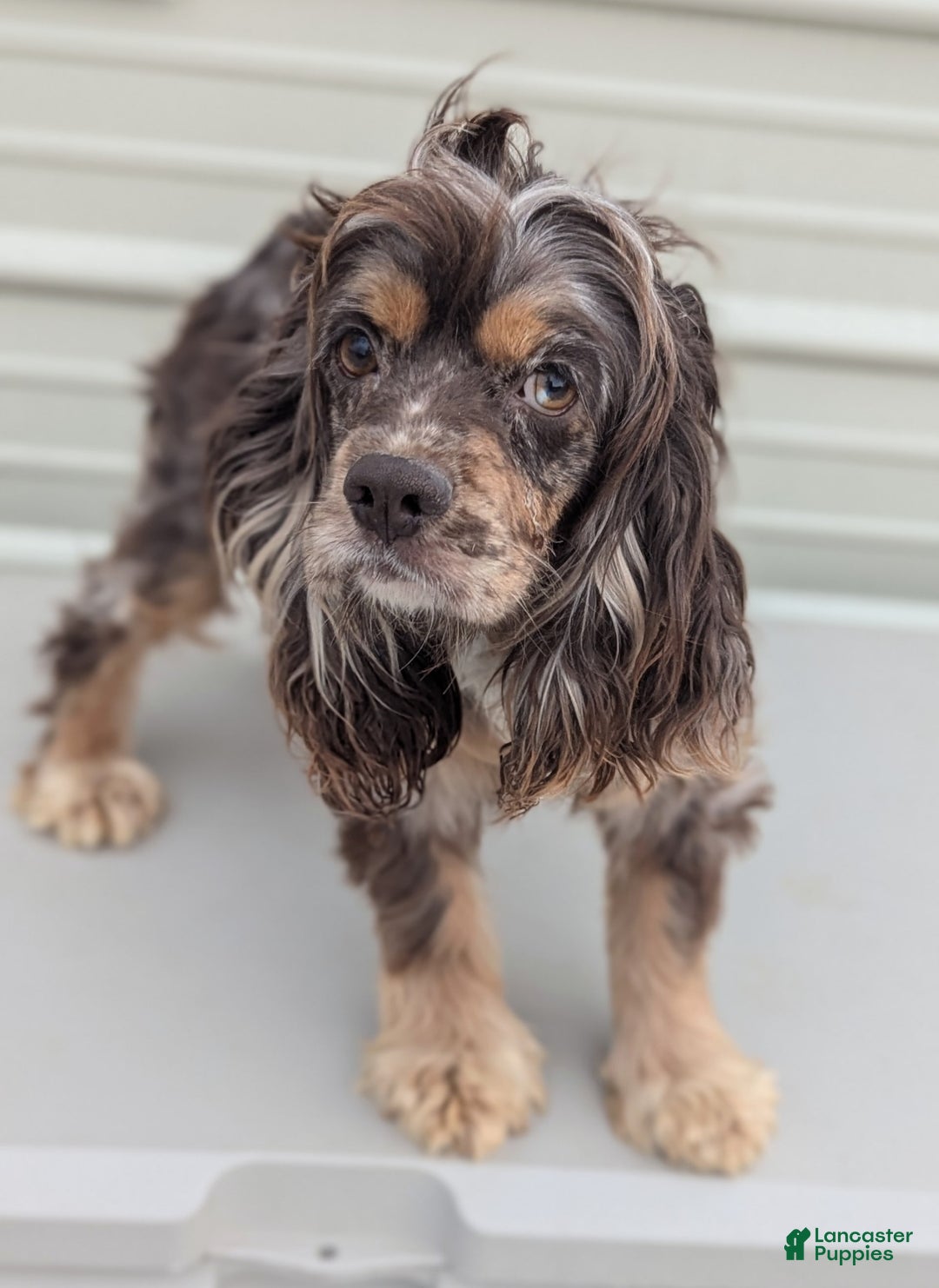Cockapoo dogs for sale: Emily - Image 30