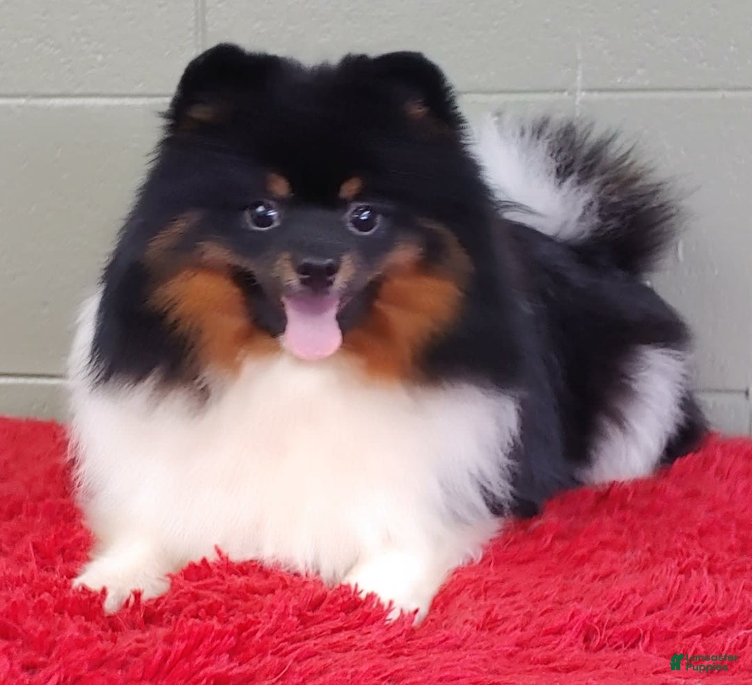 Pomeranian dogs for sale: Dude - Image 4