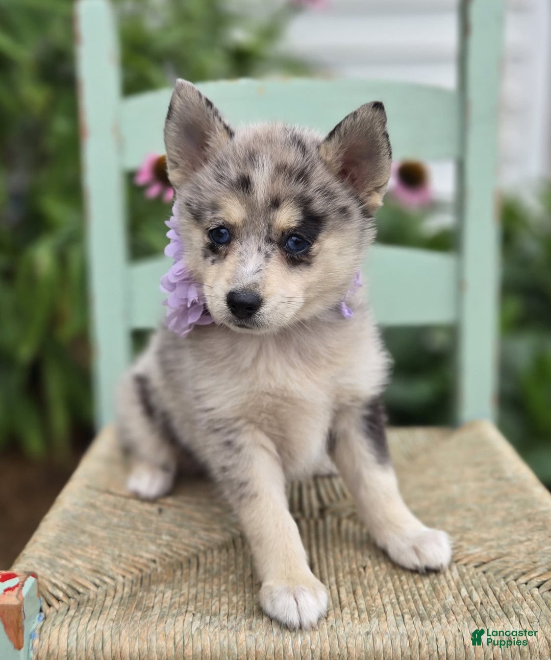 Pomsky dogs for sale: Polly - Image 3