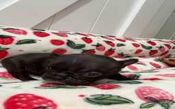 French Bulldog dogs for sale: Precious - Image 2