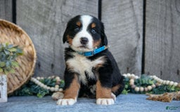 Bernese Mountain Dog dogs for sale: Blocks - Image 2