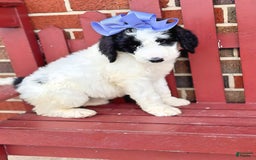Newfypoo dogs for sale: Swiftie - Image 4