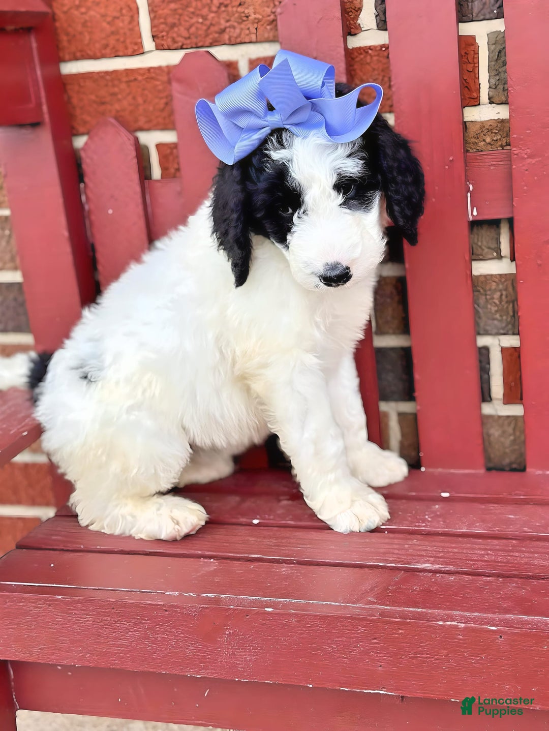 Newfypoo dogs for sale: Swiftie - Image 4