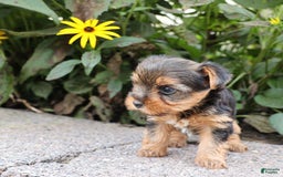 Yorkshire Terrier dogs for sale: Joy - Image 5