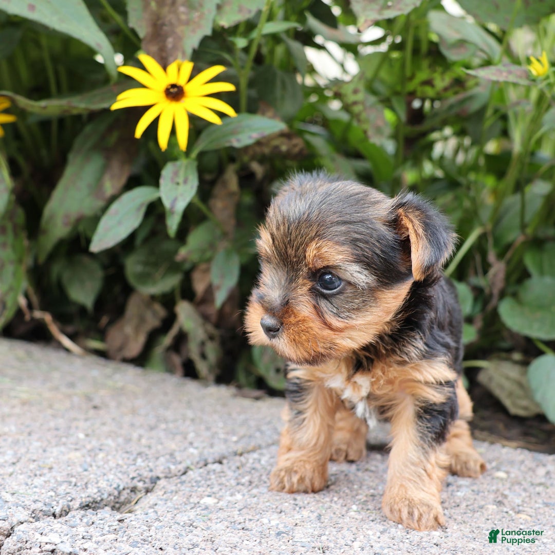 Yorkshire Terrier dogs for sale: Joy - Image 5