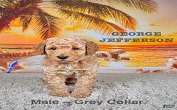 Standard Poodle dogs for sale: George Jefferson - Image 10