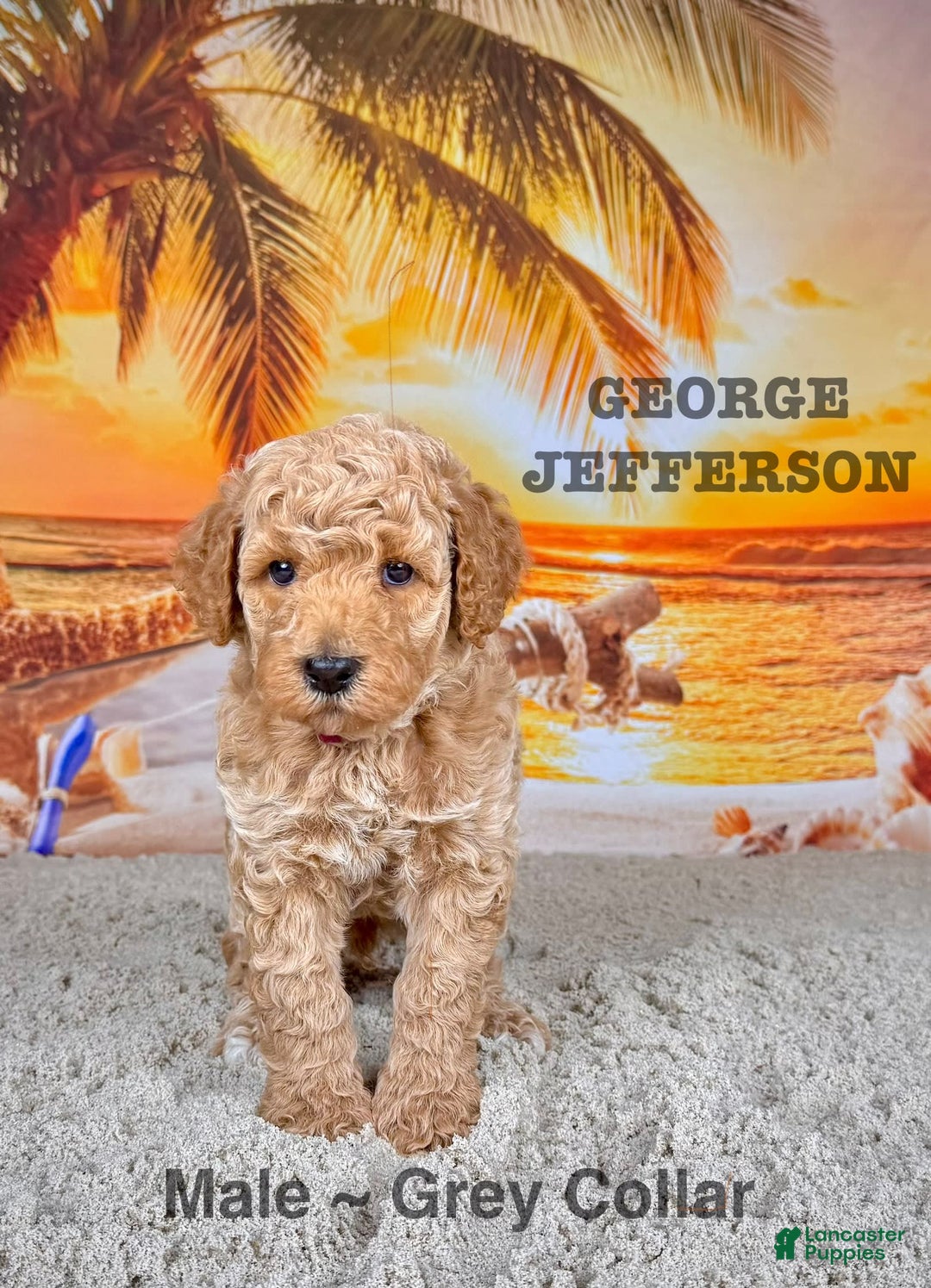 Standard Poodle dogs for sale: George Jefferson - Image 10