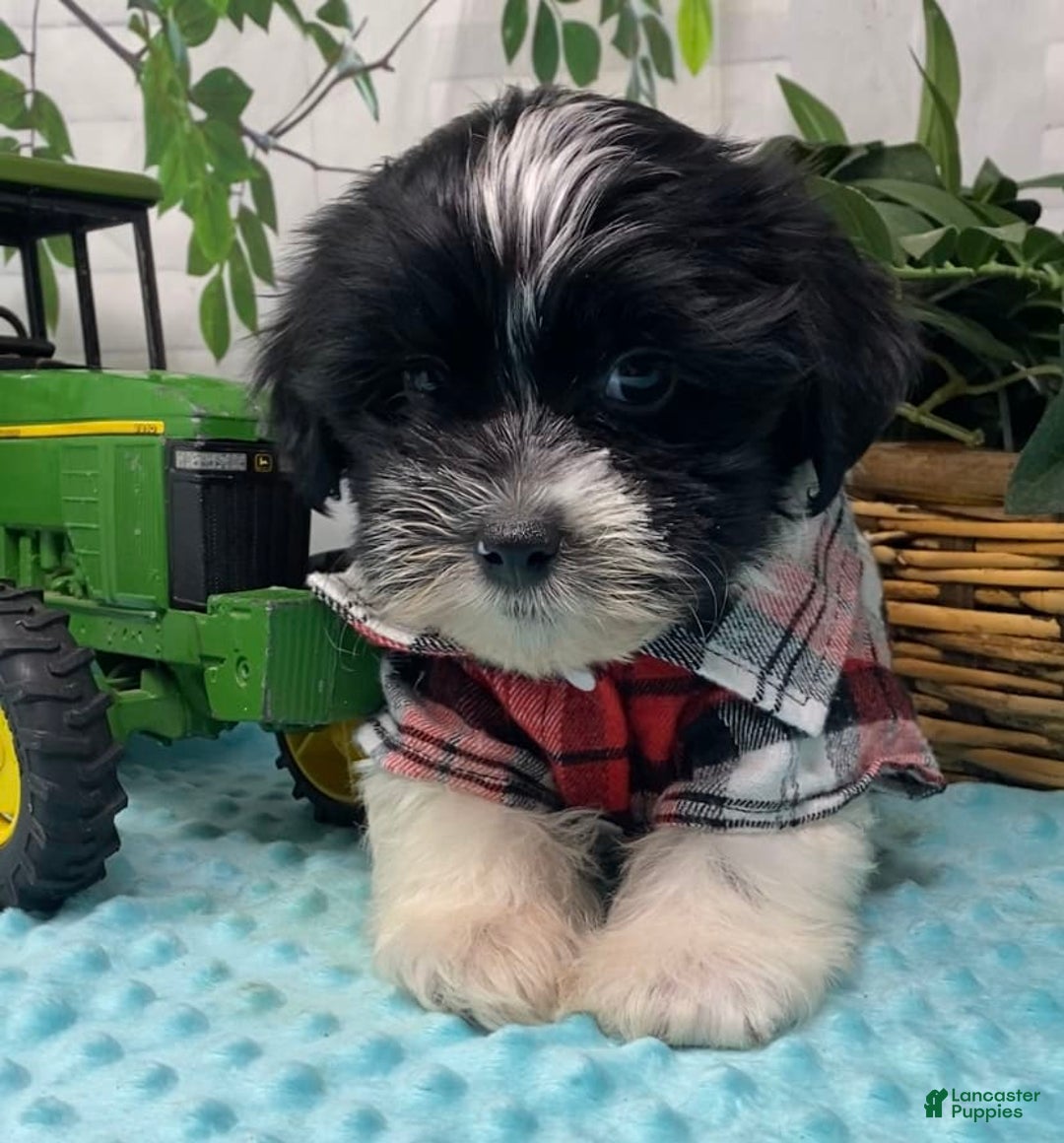 Shorkie dogs for sale: Little Milo - Image 8