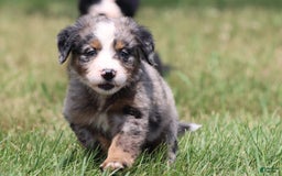 Bernese Mountain Dog dogs for sale: Angel - Image 1