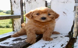 Mini Goldendoodle dogs for sale: Tommy - Image 8