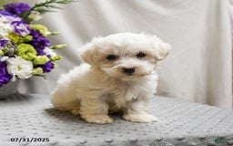 Teddy Bear dogs for sale: Twix - Image 2