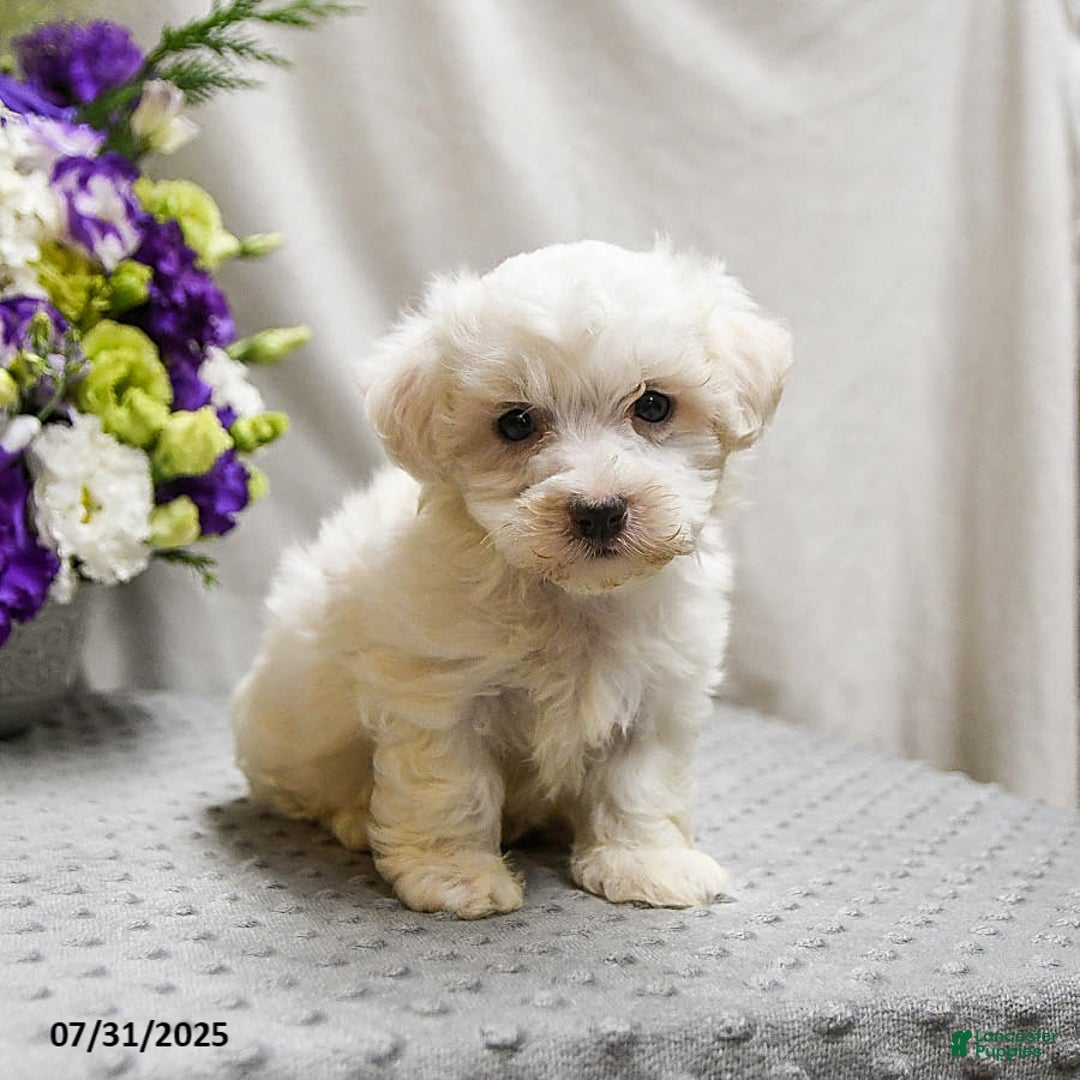 Teddy Bear dogs for sale: Twix - Image 2