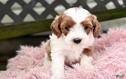 Cavapoo dogs for sale: Brady - Image 5
