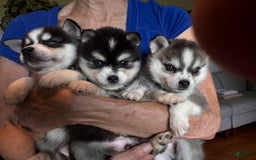 Alaskan Klee Kai dogs for sale: Blue Katie - Image 10