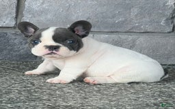 French Bulldog dogs for sale: Lando - Image 5