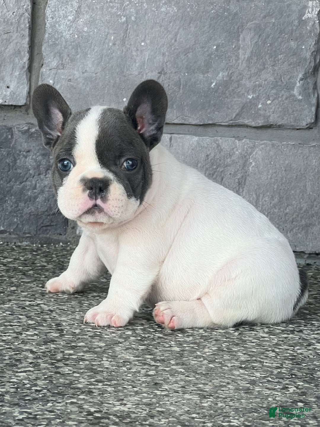 French Bulldog dogs for sale: Lando - Image 5