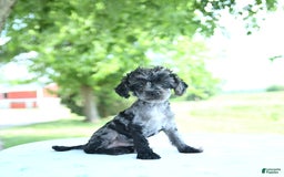 Toy Poodle dogs for sale: Simbo - Image 1