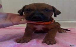 Rhodesian Ridgeback dogs for sale: Peach - Image 1