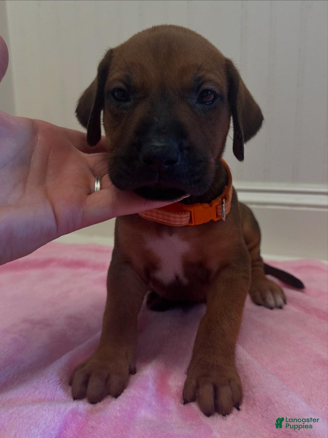 Rhodesian Ridgeback dogs for sale: Peach - Image 1