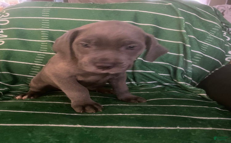Cane Corso dogs for sale - Ad 4