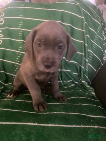Cane Corso dogs for sale - Ad 4