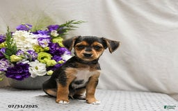 Jack Russell Terrier dogs for sale: Reggie - Image 5