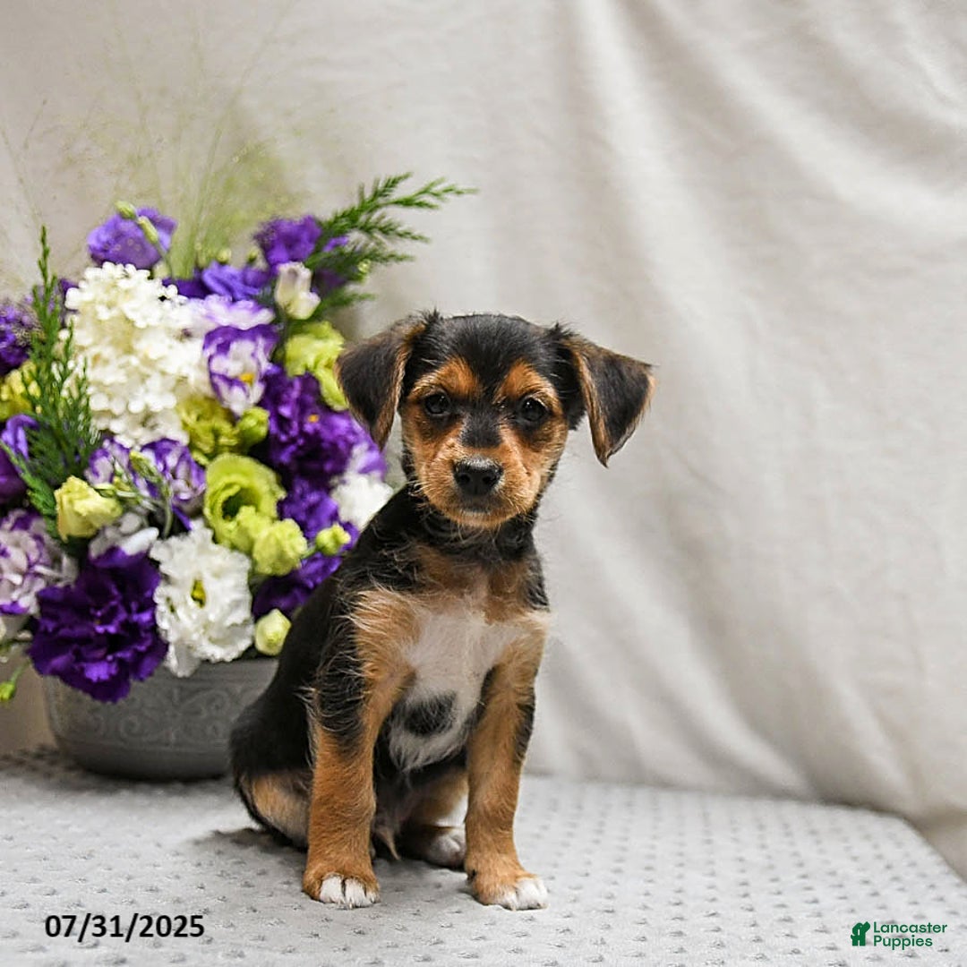 Jack Russell Terrier dogs for sale: Reggie - Image 5