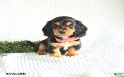 Miniature Dachshund dogs for sale: Daisy - Image 1