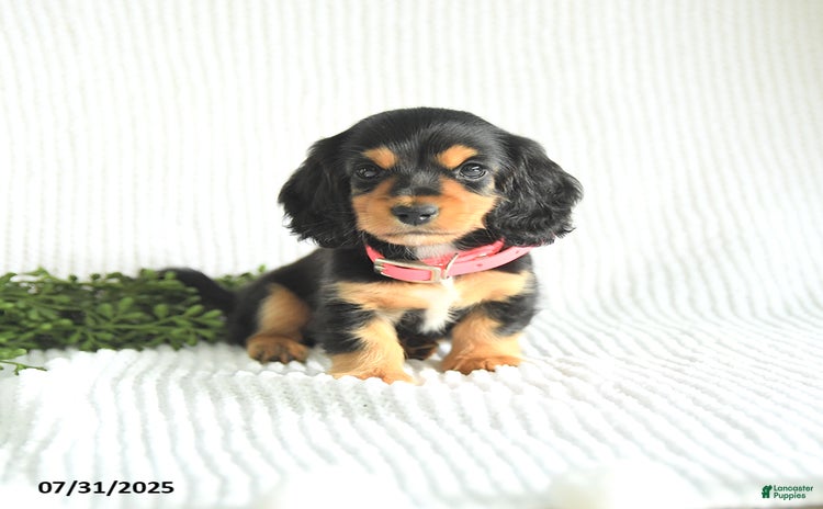 Miniature Dachshund dogs for sale - Ad 4